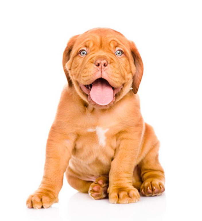 French Bull Mastiff Puppies