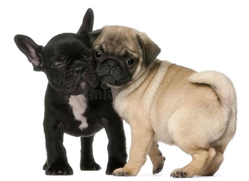 French Bulldog And Pug Puppies