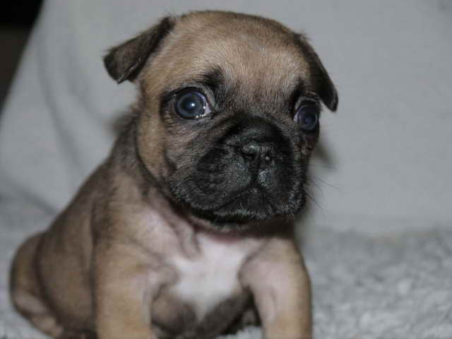 French Bulldog Pug Puppies For Sale