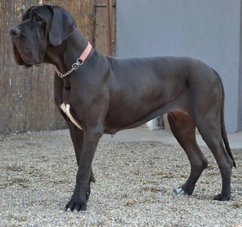 French Great Dane