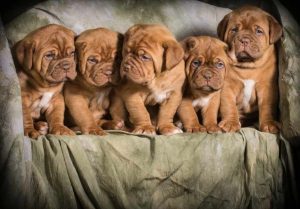 French Mastiff Breeders Florida