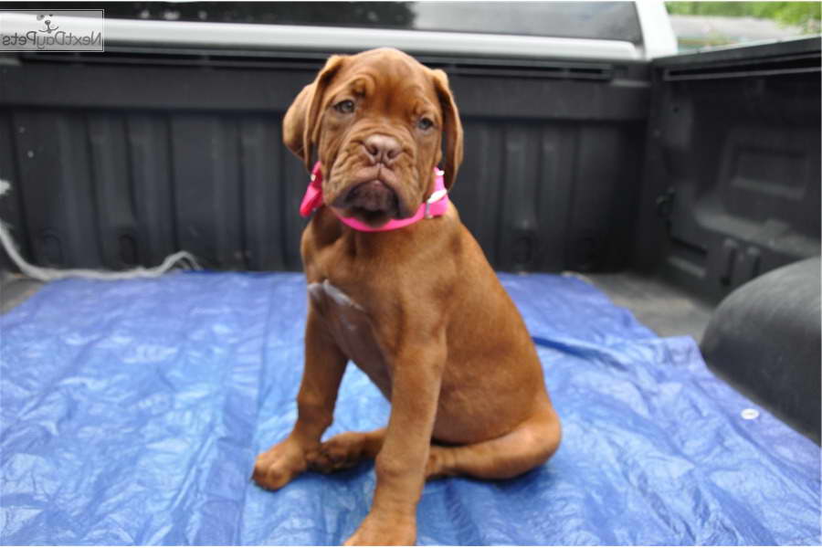 French Mastiff For Sale In Texas