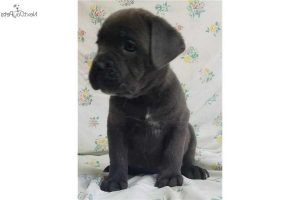 French Mastiff Puppies California