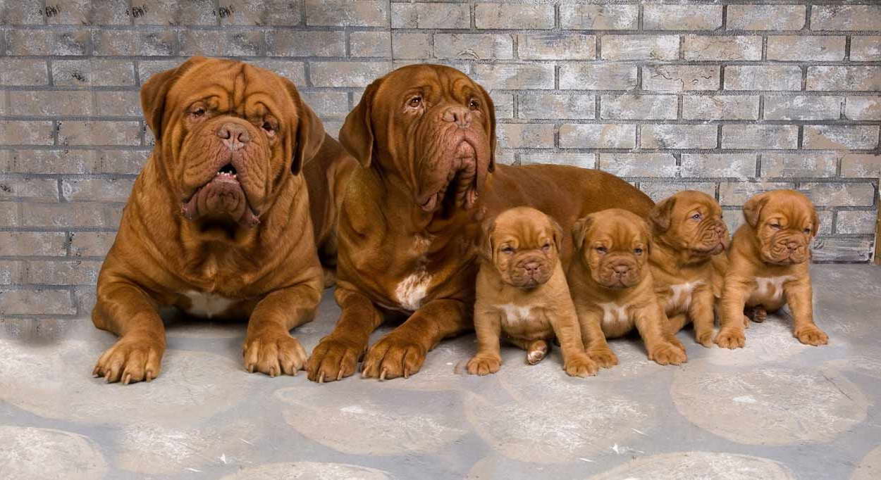 Mastiff Puppies For Adoption In Iowa Mastiff