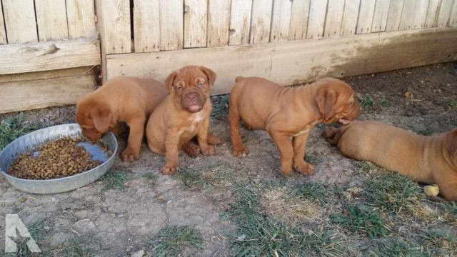 French Mastiff Puppies For Sale California