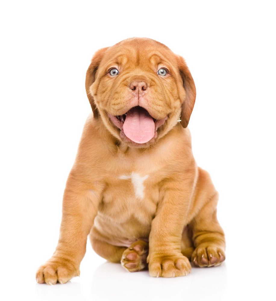 french mastiff teddy