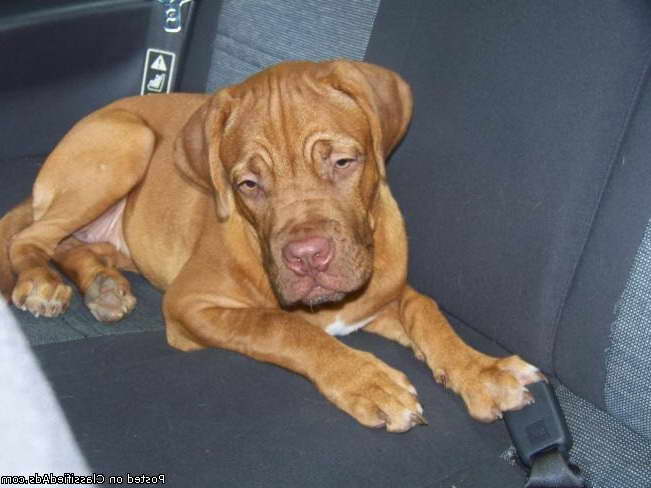 French Mastiff Puppies For Sale In Louisiana