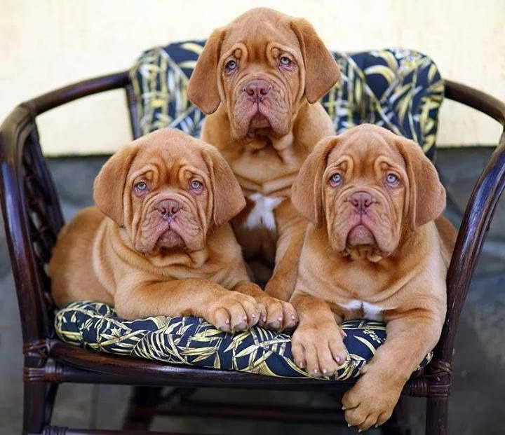 French Mastiff Puppies For Sale In Michigan