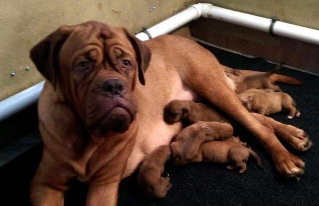 French Mastiff Puppies For Sale In Nc