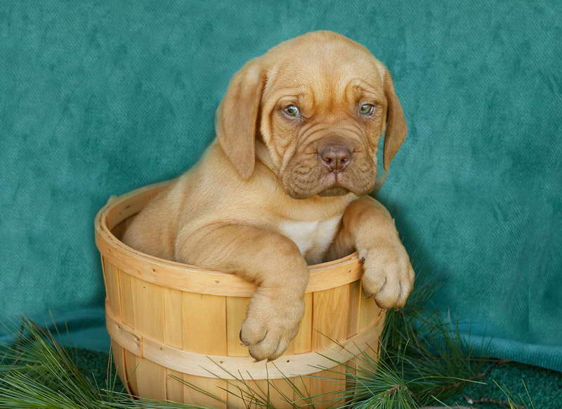 French Mastiff Puppies For Sale In Nj