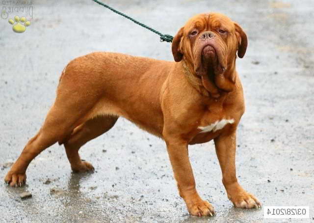French Mastiff Puppies For Sale In Pa