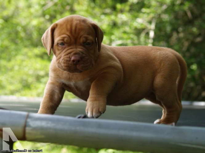 French Mastiff Puppies For Sale In Texas