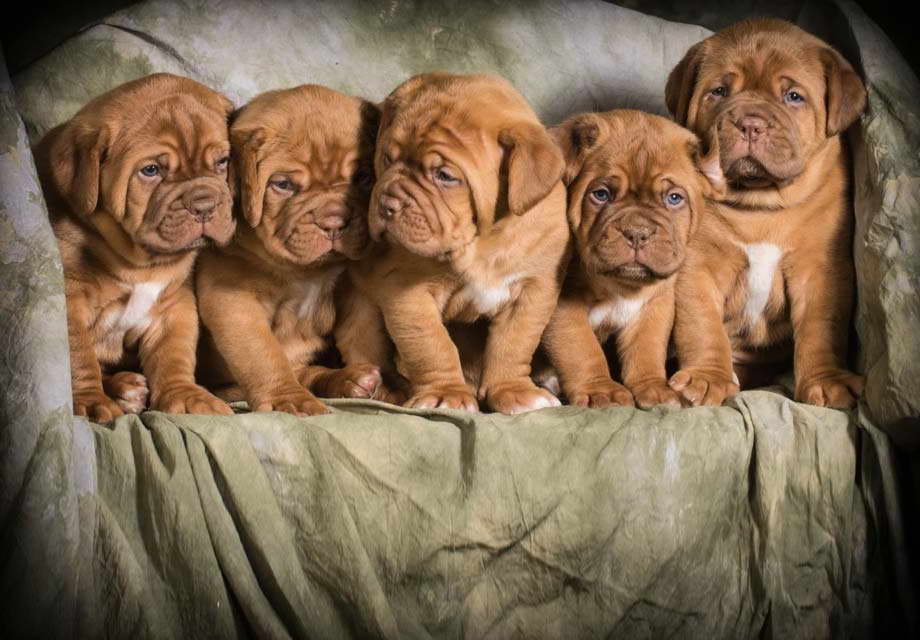 French Mastiff Puppies For Sale In Va