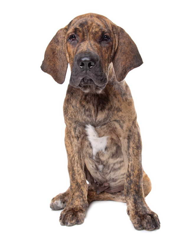French Mastiff Puppies For Sale Ohio | PETSIDI