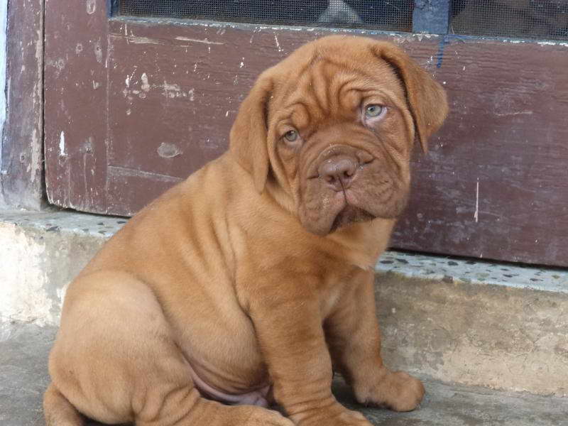 French Mastiff Puppy For Sale