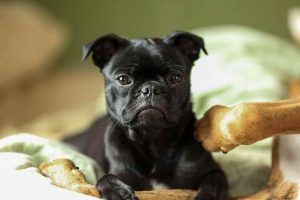 French Pug