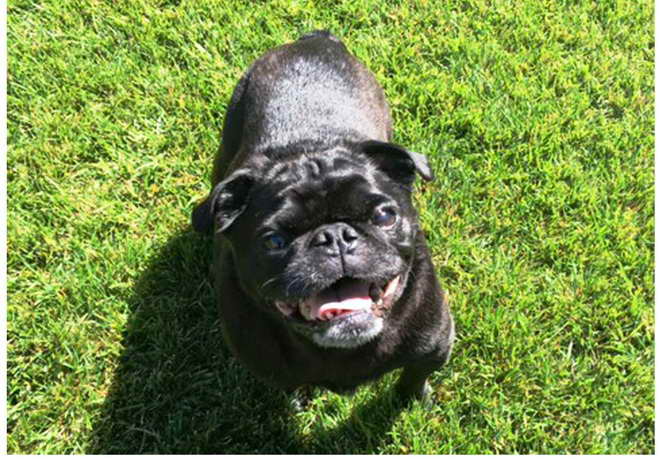 French Pug Rescue