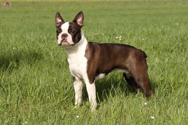 French Terrier Dog