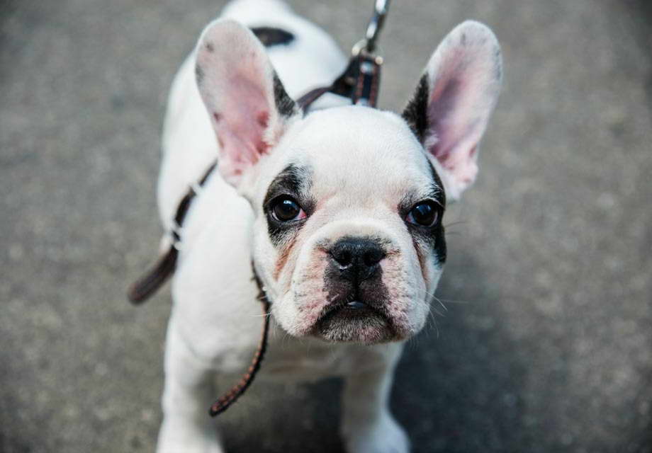 French Terrier Puppy | PETSIDI