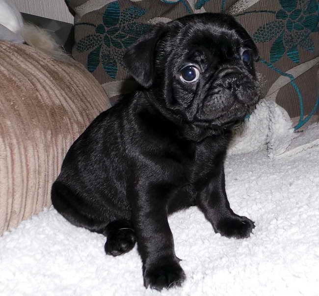 Frenchie Pug Puppies For Sale