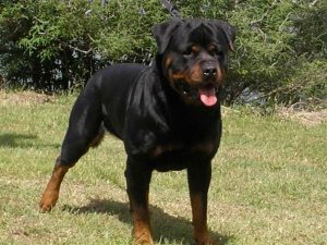 Full Blooded German Rottweiler Puppies For Sale