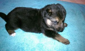 Full Blooded German Shepherd Puppies