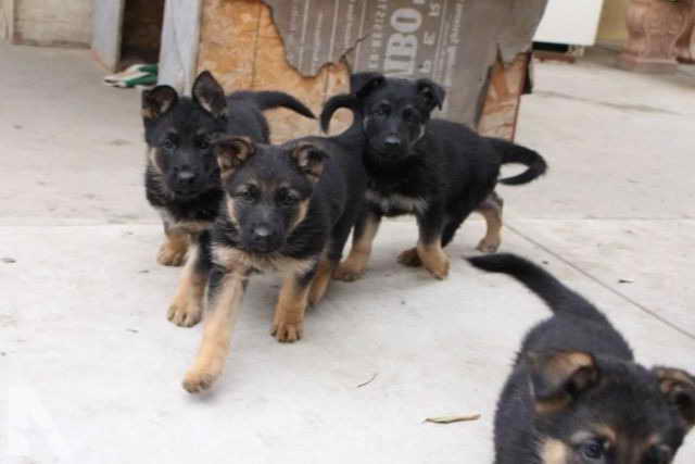Full Blooded German Shepherd Puppies For Sale