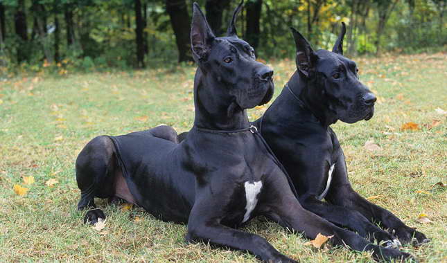 Full Blooded Great Dane Puppies