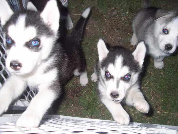 Full Blooded Husky Puppies
