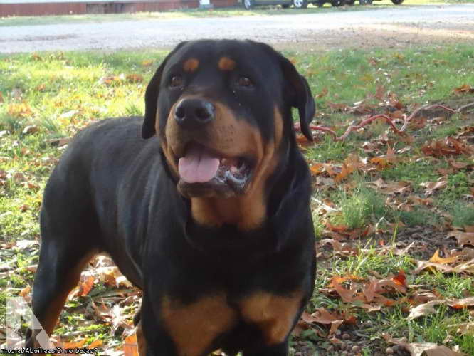 Full Blooded Rottweiler For Sale