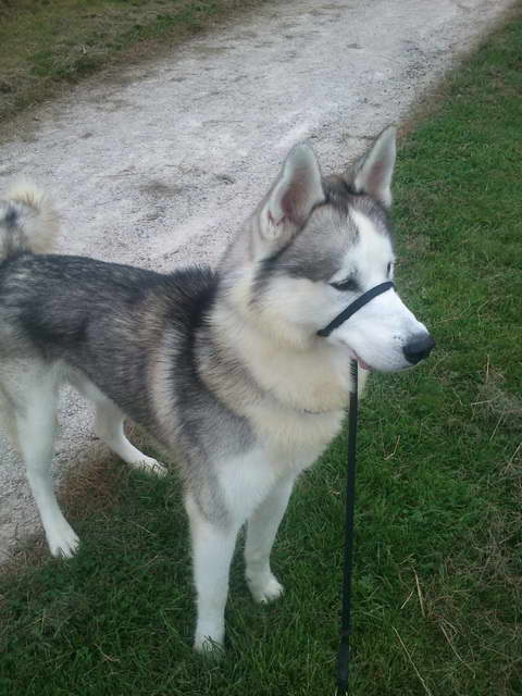 Full Bred Siberian Husky