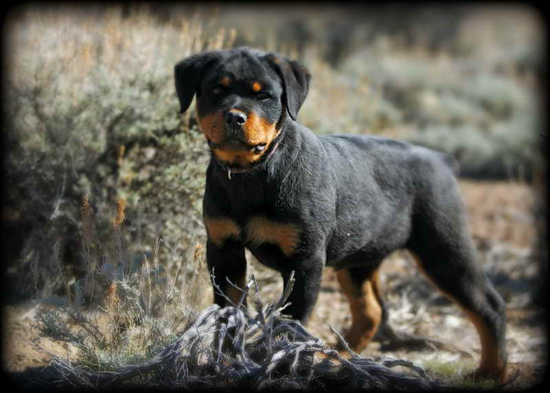 Full Breed German Rottweiler Puppies For Sale