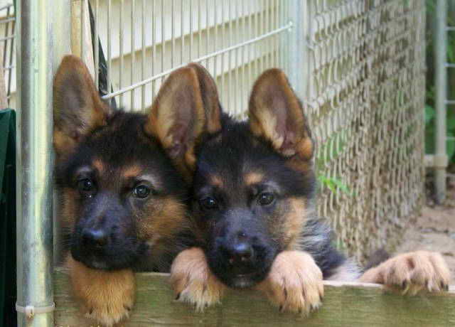 Full Breed German Shepherd Puppies