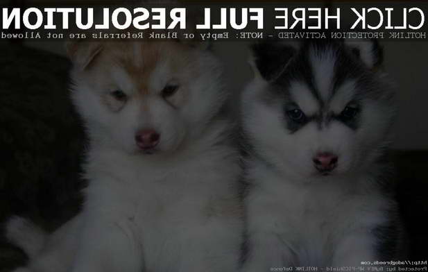 Full Breed Husky Puppies