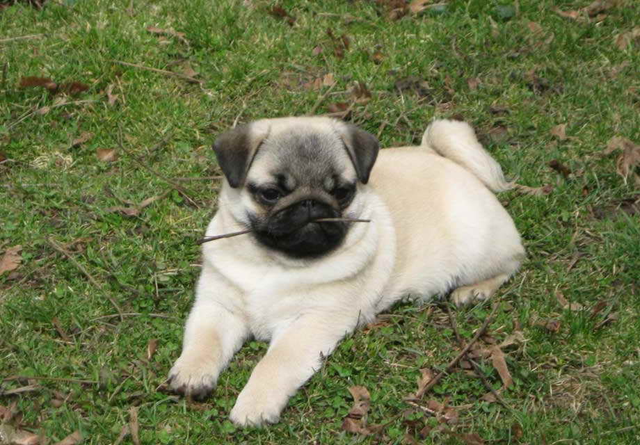 Full Breed Pug Puppies For Sale