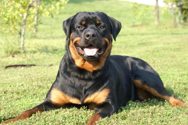Full Breed Rottweiler Puppies For Sale