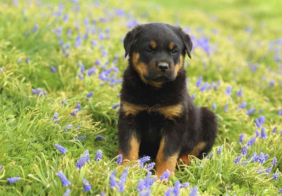 Full Breed Rottweiler Puppies