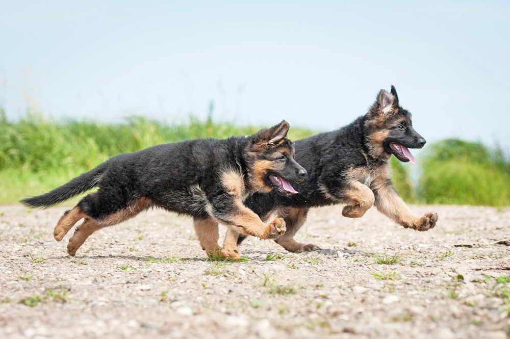 Full Grown German Shepherd PETSIDI