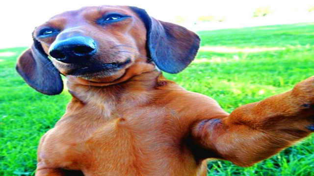 Funny Dachshund