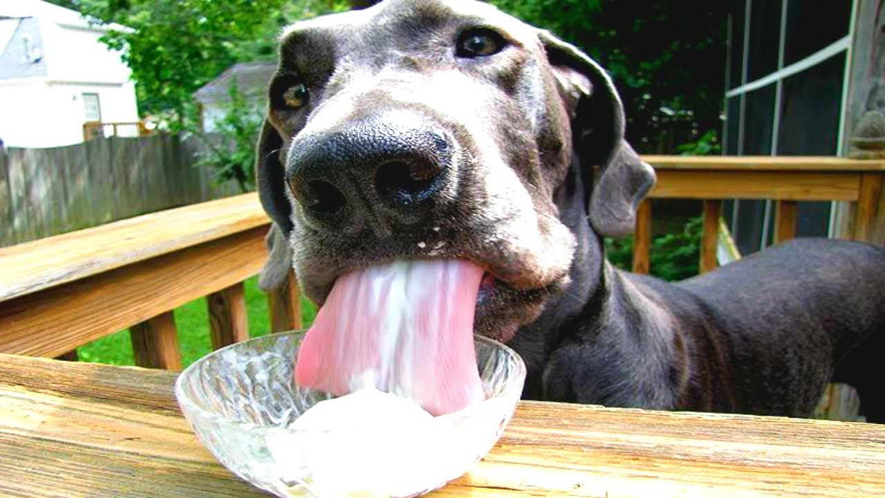 Funny Great Dane Pictures