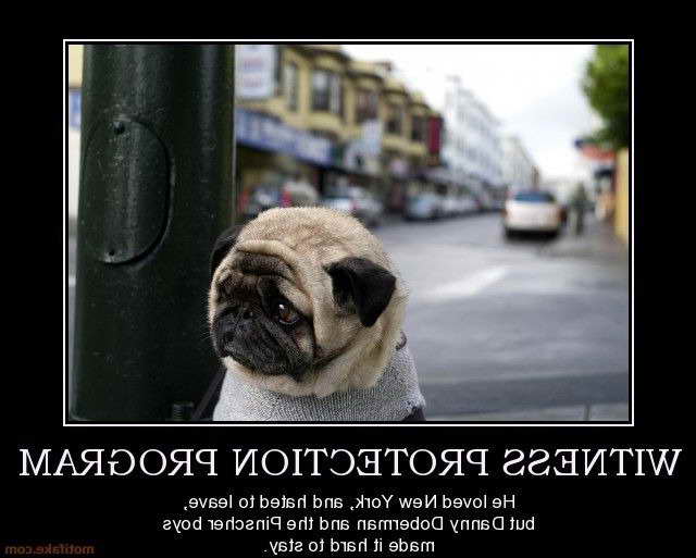 Funny Pug Posters