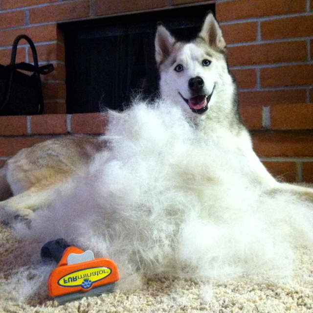 Furminator For Husky