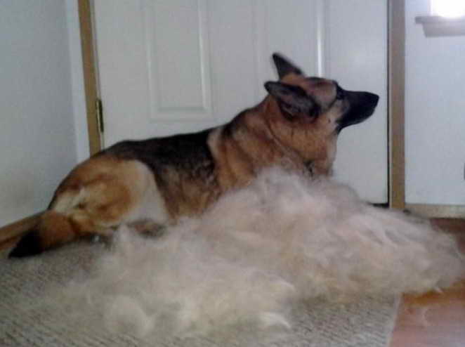 Furminator German Shepherd