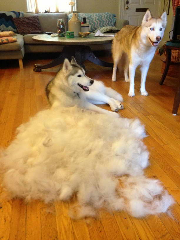 Furminator Husky