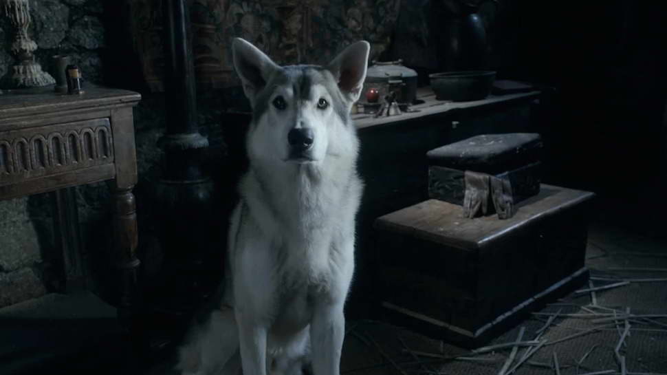 Game Of Thrones Husky