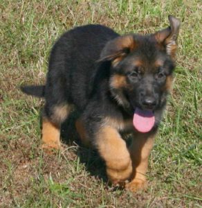 German Bred German Shepherd Puppies