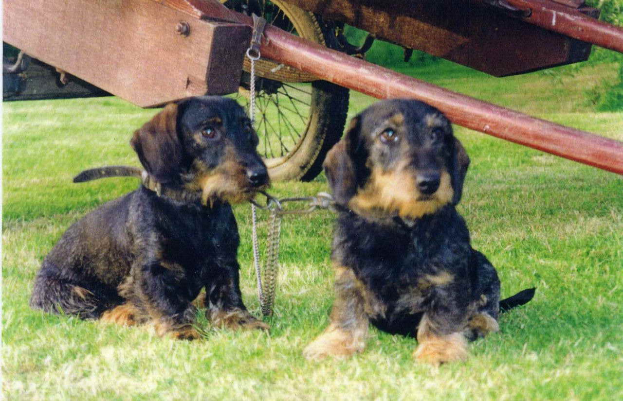 German Dachshund