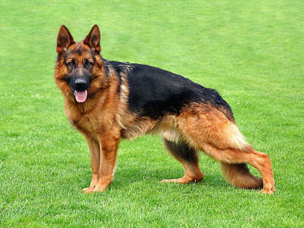 German German Shepherd Dog