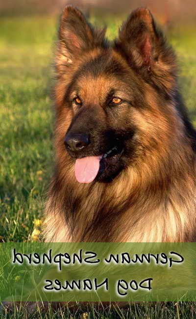 German German Shepherd Names