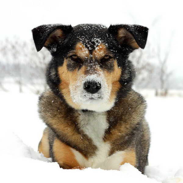 German Husky Mix Puppy